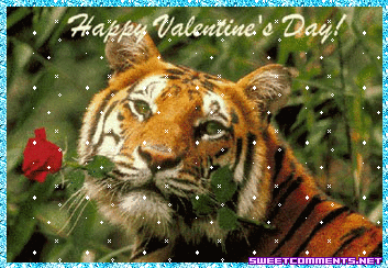 Tiger Valentine Picture